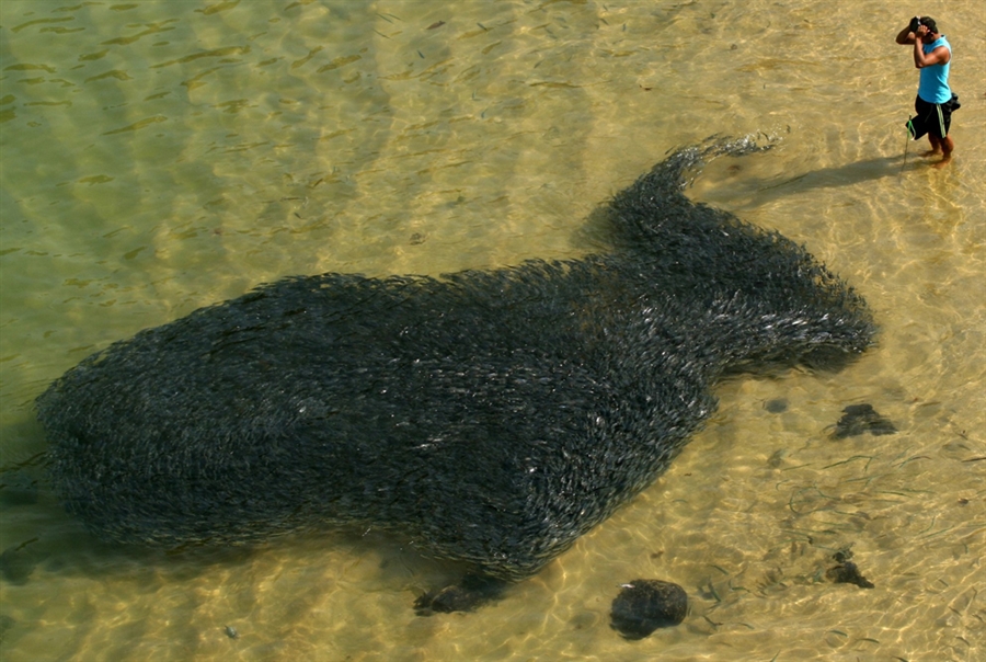 Picture 1 of Fish dyed black on the Mexican coast