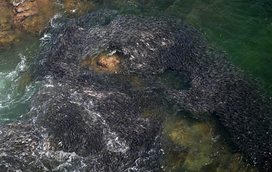 Picture 3 of Fish dyed black on the Mexican coast