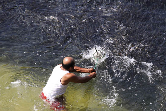 Picture 4 of Fish dyed black on the Mexican coast