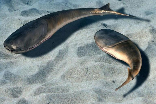 Picture 1 of Fish evolved from shallow coastal waters more than 400 years ago?