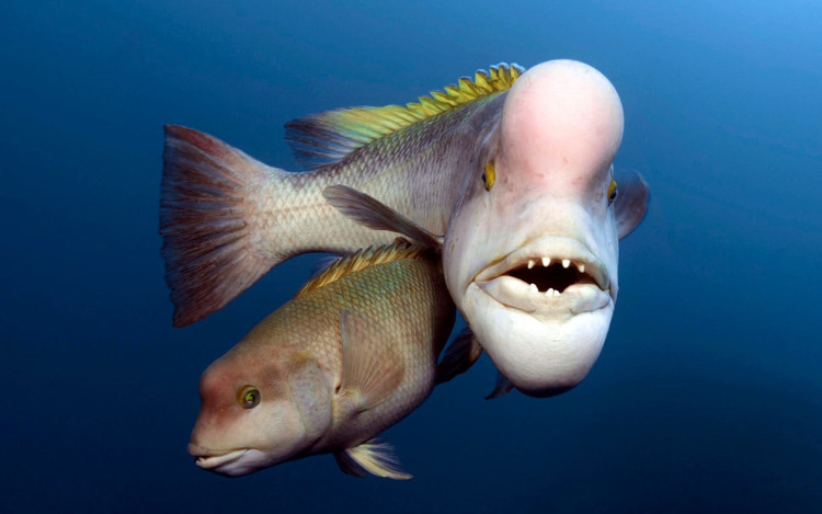 Picture 1 of Fish face transgender people overwhelmed male fish