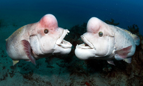 Picture 2 of Fish face transgender people overwhelmed male fish