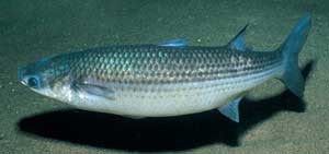 Picture 1 of Fish farming