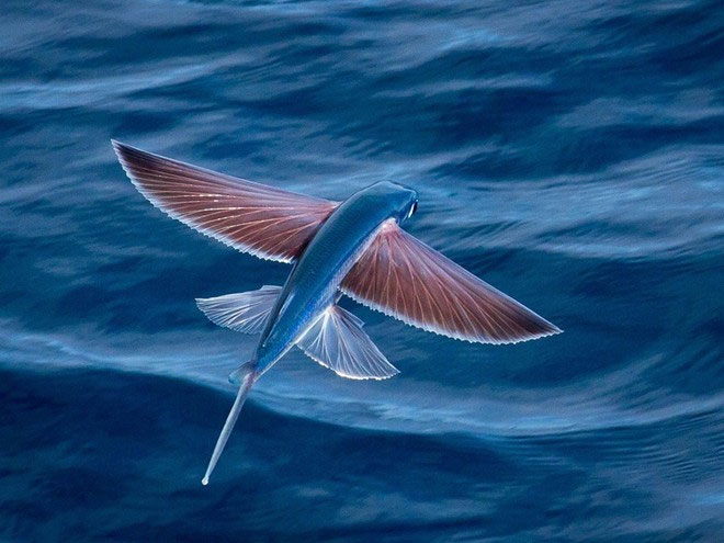 Picture 1 of Fish fly like birds to avoid enemies