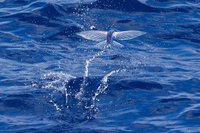 Picture 2 of Fish fly like birds to avoid enemies