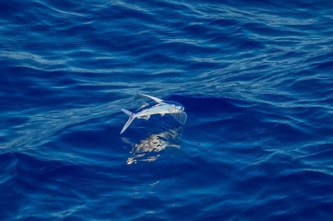 Picture 3 of Fish fly like birds to avoid enemies