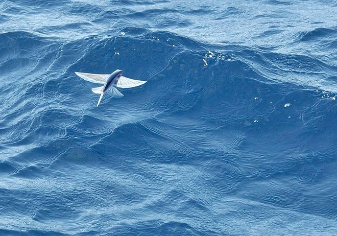 Picture 4 of Fish fly like birds to avoid enemies