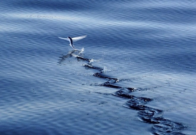 Picture 5 of Fish fly like birds to avoid enemies