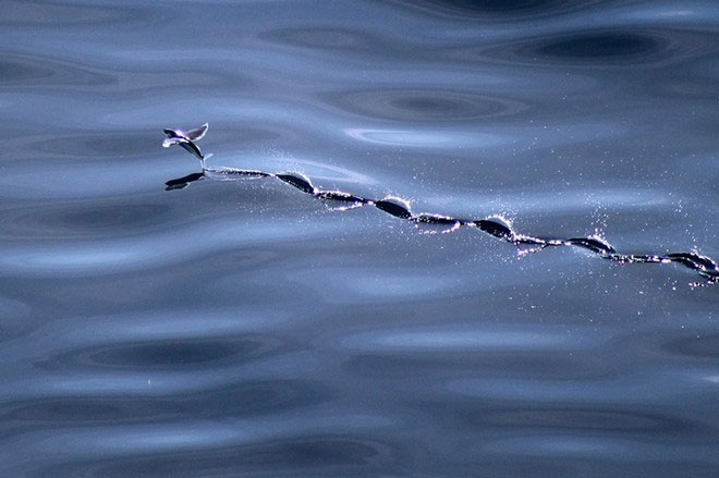 Picture 6 of Fish fly like birds to avoid enemies