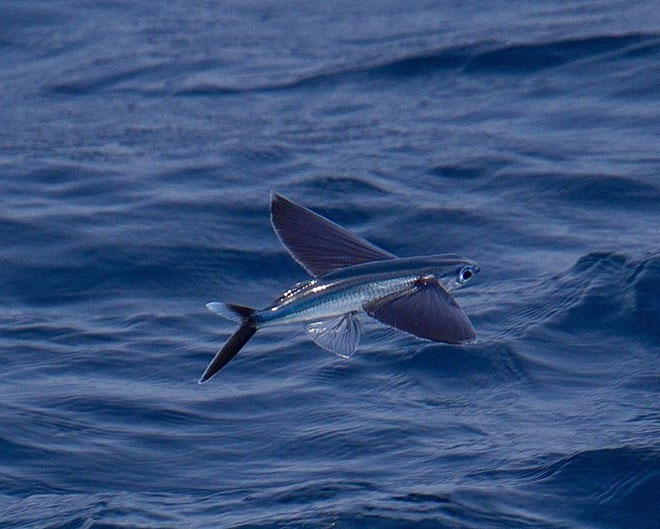 Picture 8 of Fish fly like birds to avoid enemies