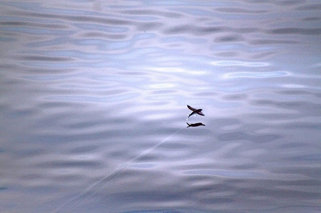 Picture 9 of Fish fly like birds to avoid enemies