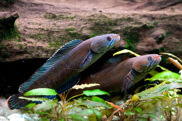 Picture 1 of Fish know to walk in the Himalayas
