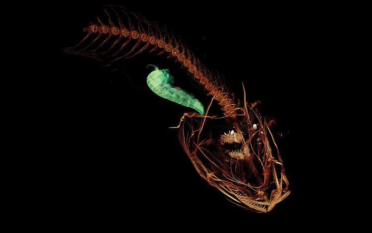 Picture 1 of Fish live at a depth of nearly 8km under the seabed