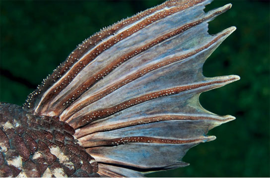 Picture 2 of Fish 'live fossils'