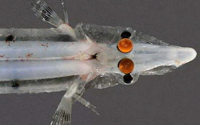 Picture 1 of Fish look with mirrors!