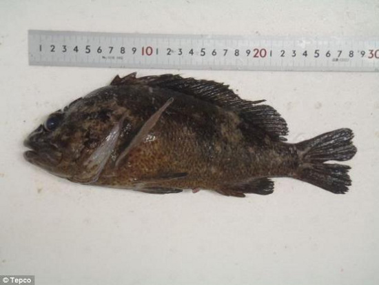 Picture 1 of Fish near the Fukushima power plant are contaminated 2,500 times higher