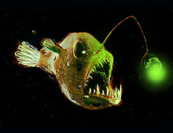 Picture 8 of Fish prey on fishing rods