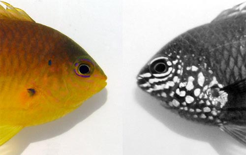 Picture 1 of Fish recognize each other under ultraviolet light