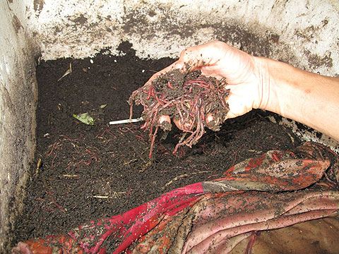 Picture 1 of Fish sauce rich in protein thanks to ... wormwood
