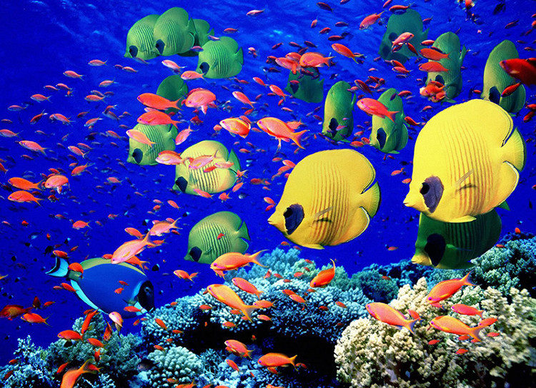 Picture 1 of Fish species also know to sing chorus