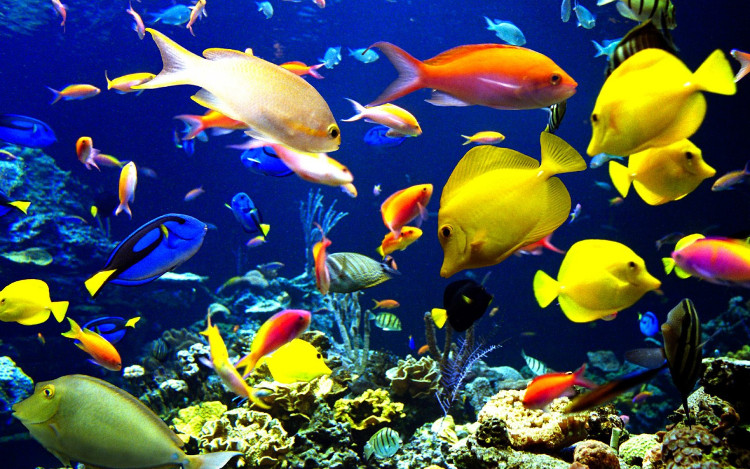 Picture 2 of Fish species also know to sing chorus