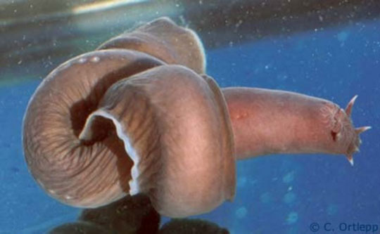 Picture 1 of Fish species discovered through the skin