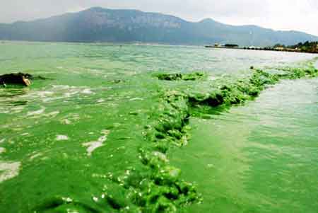 Picture 2 of Fish stocking against water pollution in China