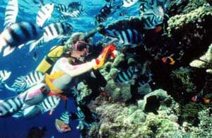 Picture 1 of Fish use the sense of smell to find their way home
