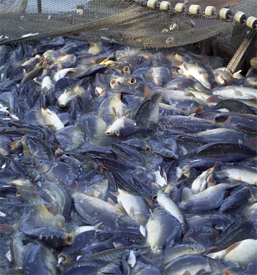 Picture 1 of Fishermen are bumper by using mixed gill net