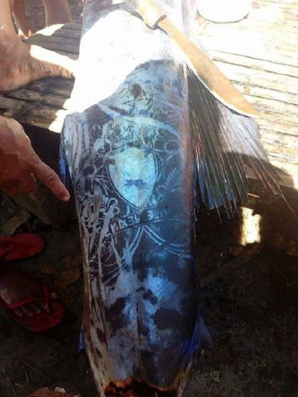 Picture 1 of Fishermen catch big fish with mysterious patterns on fish