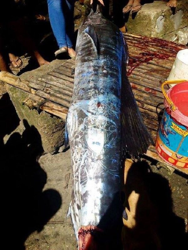 Picture 2 of Fishermen catch big fish with mysterious patterns on fish