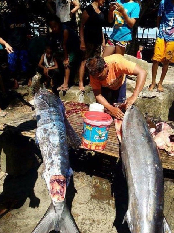 Picture 3 of Fishermen catch big fish with mysterious patterns on fish
