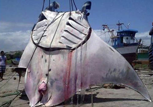 Picture 1 of Fishermen catch stingray weighing more than 1 ton in Peru