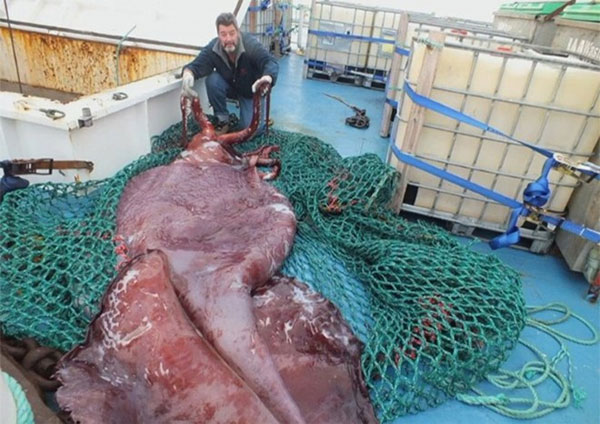 Picture 1 of Fishermen catch super-large squid in New Zealand
