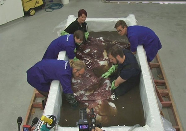 Picture 2 of Fishermen catch super-large squid in New Zealand