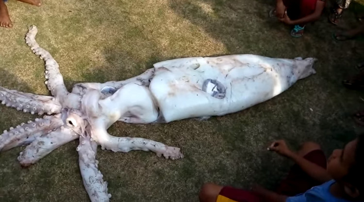 Fishermen caught giant squid, 2.4 meters long