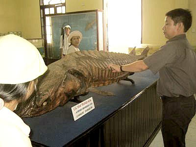 Picture 1 of Fishing as museum specimens: Unprecedented occupation