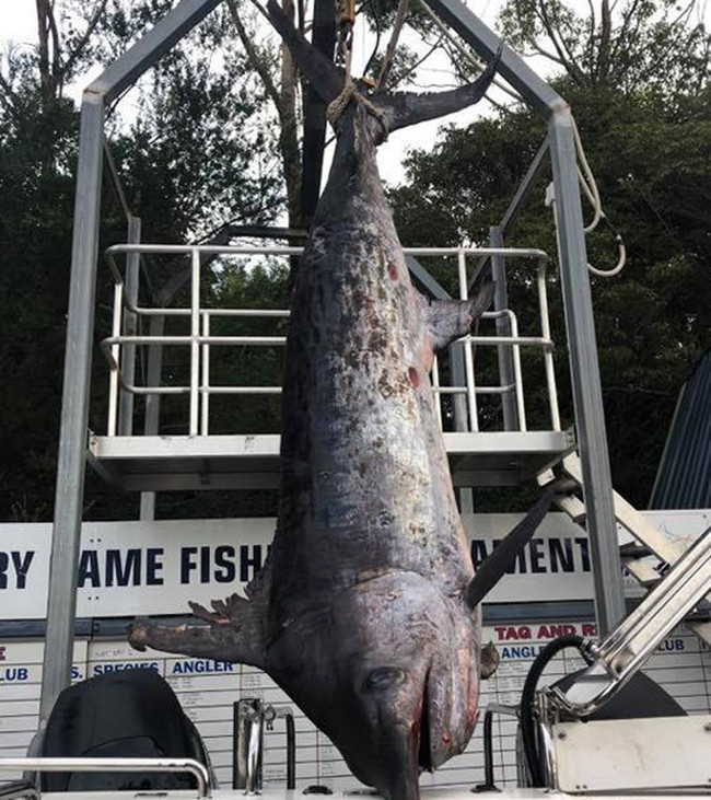 Fishing the giant swordfish, weighing the largest 4-pound weights in ...