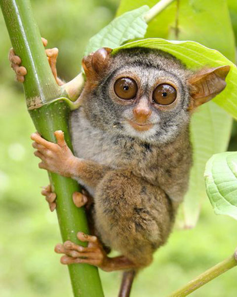 Picture 1 of Five endangered animals