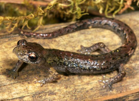 Picture 2 of Five endangered animals