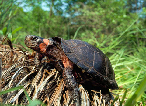 Picture 3 of Five endangered animals