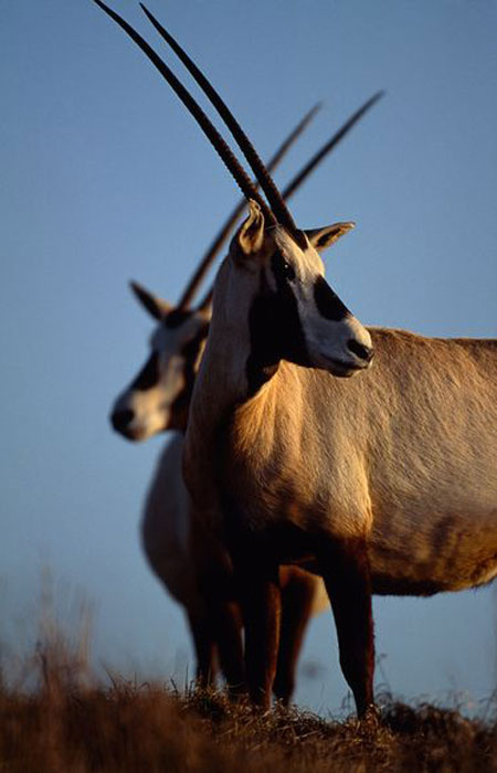 Picture 5 of Five endangered animals