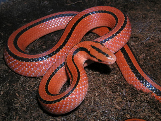 Picture 1 of Flaming red snake Vietnam makes people play hard to hunt