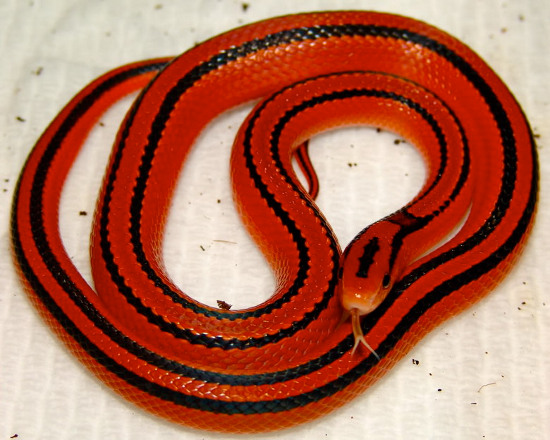 Picture 10 of Flaming red snake Vietnam makes people play hard to hunt