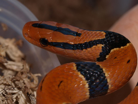 Picture 2 of Flaming red snake Vietnam makes people play hard to hunt