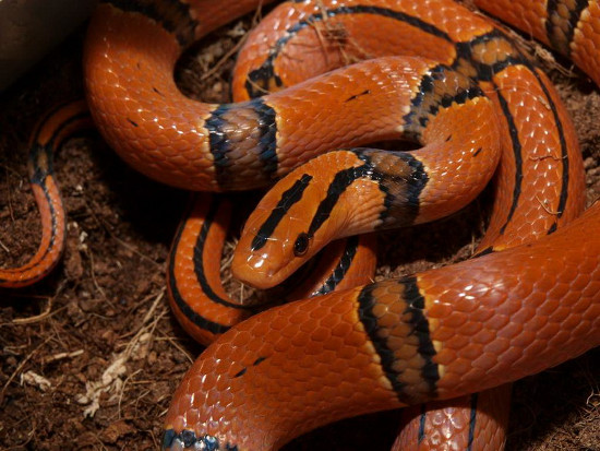 Picture 3 of Flaming red snake Vietnam makes people play hard to hunt