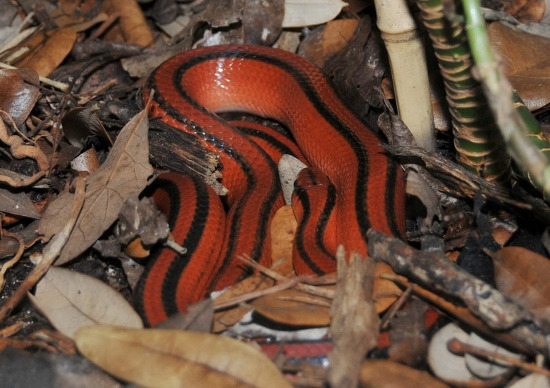 Picture 4 of Flaming red snake Vietnam makes people play hard to hunt