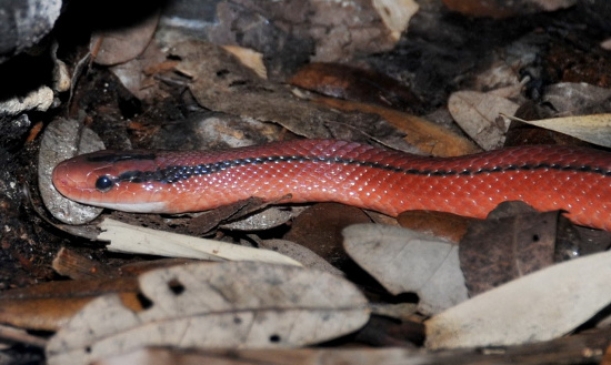 Picture 5 of Flaming red snake Vietnam makes people play hard to hunt