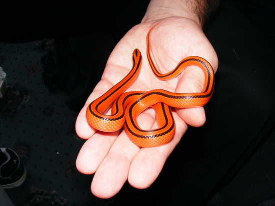 Picture 6 of Flaming red snake Vietnam makes people play hard to hunt