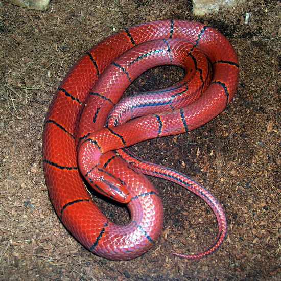 Picture 8 of Flaming red snake Vietnam makes people play hard to hunt